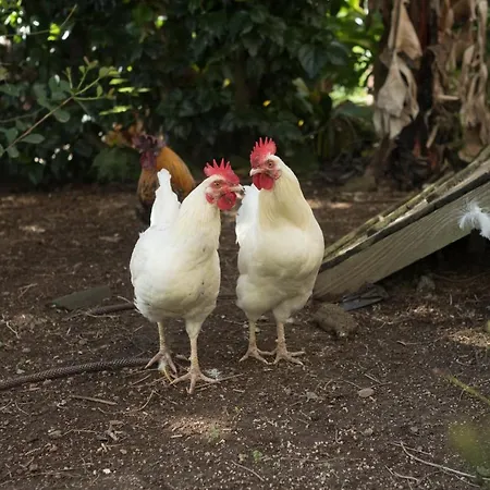 펜션 Quinta Da Ponta Delgada