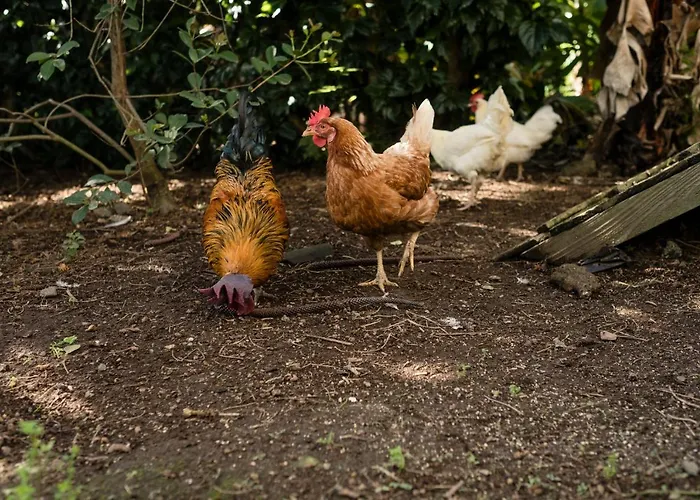 Quinta Da Vakantiehuis Ponta Delgada