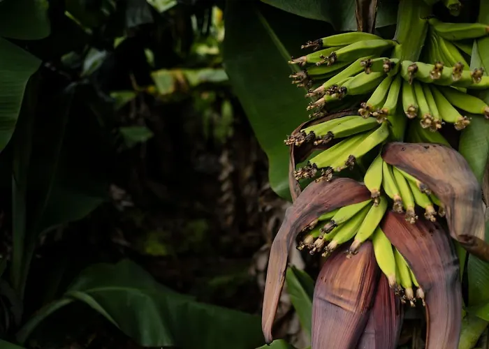 Vakantiehuis Quinta Da