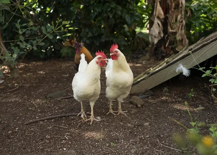 Vakantiehuis Quinta Da Ponta Delgada